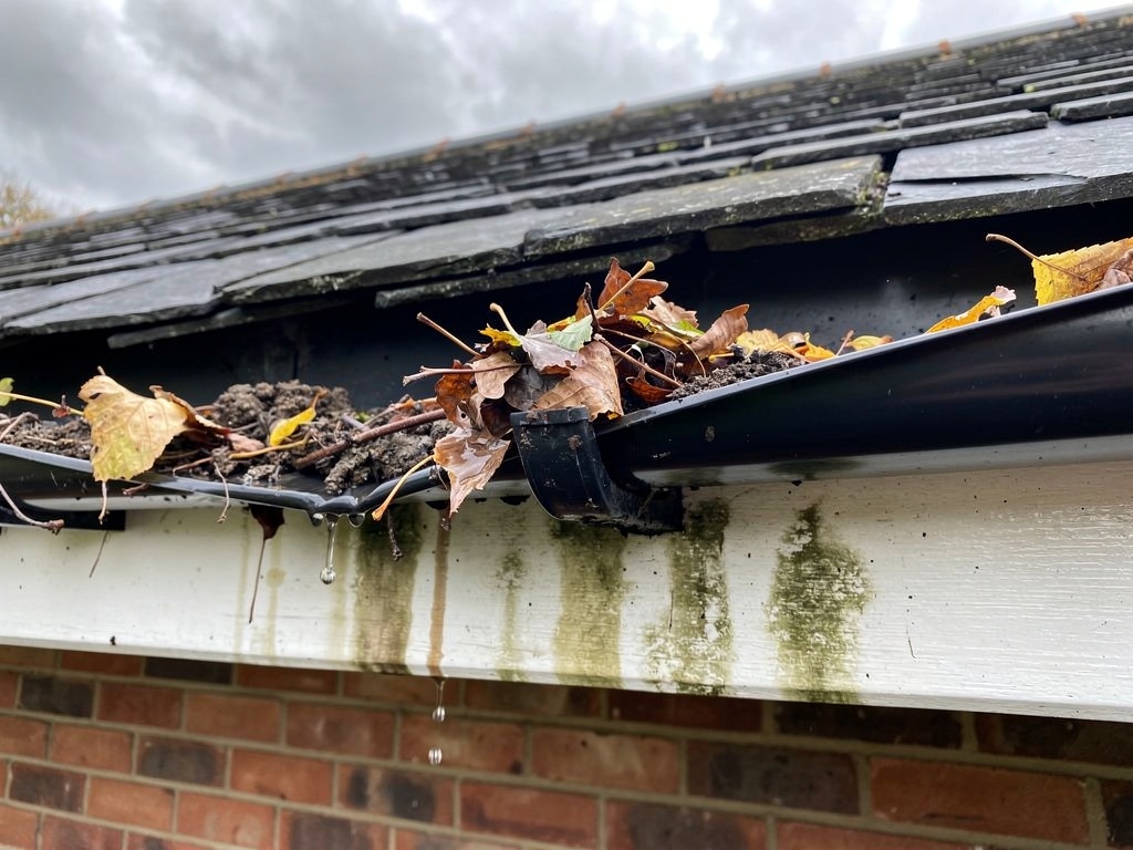 Blocked gutter full of leaves and debris on UK house causing water overflow — common source of roof leak damage
